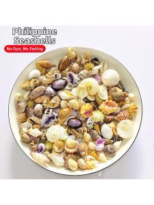  YYBAIO | Decorative Shells and Conch
