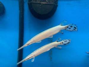 Hiasan Aquarium Predator Semi SnowWhite Gar