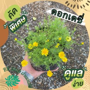 ดอกเดซี่สีเหลือง สวยมาก ต้นไม้ฟอกอากาศ ต้นไม้ปลูกในบ้าน ต้นไม้มงคลปลูกในบ้าน ไม้ดอก