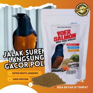 voer salmon murai batu dengan kandungan smart brain bikin cepat gacor 250g