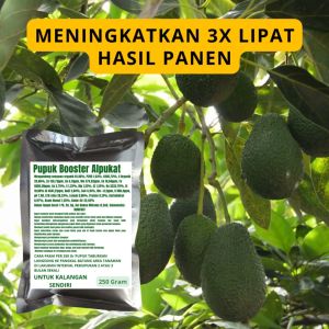 Pupuk Booster Alpukat / Obat Booster Buah Alpukat / Pupuk Booster Buah Alpukat / Pupuk Buah Alpukat
