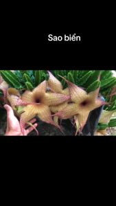XƯƠNG RỒNG sao biển Stapelia gigantea. Tặng chậu nhựa nhỏ