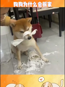 Pembersih Little Monster Mainan Gigit Anjing Sembunyi Makanan / Hewan Anjing Mainan Gigi