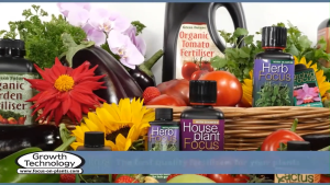 Rose Growing Fertilizer Rose Flowering Fertilizer Rose NPK Fertilizer Rose Trace Element Rose Nutrient Growth Technology Rose Focus 300ml (Rose Fertilizer)