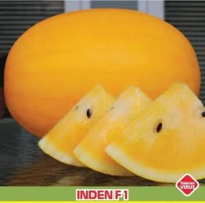 10 BIJI BENIH SEMANGKA MADU KUNING INDEN F1 KEMASAN REPACK