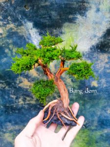 bonsai aquascape hiasan aquarium