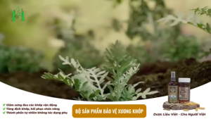 Mộc Khớp Vương - Tinh chất thảo dược giúp giảm đâu nhanh xương khớp hỗ trợ điều trị viếm khớpthoái hóa