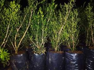 pohon tanaman bonsai boxsus