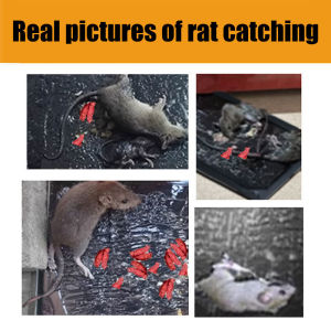 Catch 10 mice in one night Super Glue Mouse Trap Specialized in catching big rats super mouse glue trap rat trap perangkap tikus 老鼠捕捉器 Safe and harmless only catches mice Mouse Trap Sticky Boards Indoor and Outdoor 抓鼠器