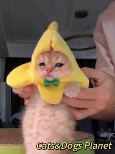 Mini Banana Cat Pet Hat Cute Puppy Neck Circle Photography Props Pet Accessories Creative Costume for Kittens And Small Dogs