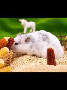 chén sứ bánh cupcake và bánh sữa Carno dành cho hamster - T3 PETS SHOP