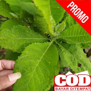 Paket 500 Gram Daun Sembung Segar Petik Langsung Saat Order Masuk