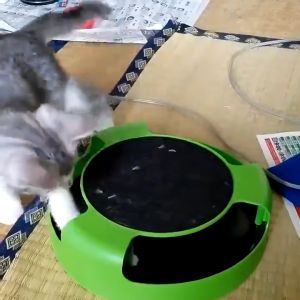 Pet Cat Toy Turntable Puzzle Play Catch The Mouse Moving Crazy Training Funny Toy Indoor Toys 25*6cm