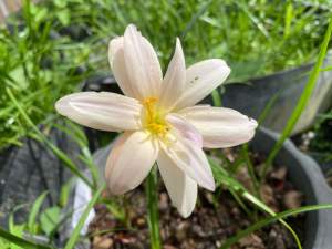 001.หัวดอกบัวดิน Pelican หัวละ 50 บาท ดอกหอม