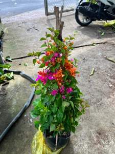 HOA GIẤY CẨM THẠCH TRẮNG TÍM HỒNG