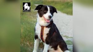 TRUELOVE | Truelove-Reflective Dog Harness No Pull Tactical Military Training Neoprene Padded Comfort Mesh Adjustable TLH6371