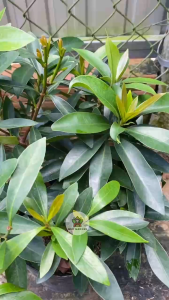 Cây Mai Thái Xanh (Hoa Vàng) - Tổng thể tầm 30-40 cm - Chịu nắng - Sắp ra hoa hoặc nụ hoa!