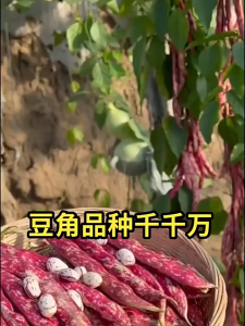 15 เมล็ด เมล็ดพันธุ์ถั่วเถาว์   เมล็ดถั่วเถาว์ เมล็ดถั่วเถาว์ โบรล็อตโต้  Borlotto Beans Seeds ถั่วเถาว์ลายเสือ