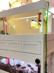 (พร้อมส่ง) สายยางตู้ปลา สายยาง 12/16มม 16/22มม สำหรับต่อกับกรองนอก สายยาง Inflow-Outflow สายยางชิลเลอร์ ราคาต่อ 1 เมตร  สำหรับตู้ปลา ตู้ไม้น้ำ กรองนอก ชิลเลอร์ ระบบเปลี่ยนน้ำ