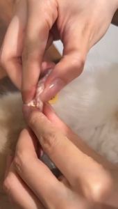 Cat Scarf Soft Collar Pet Decoration Bow Kitten Scarf