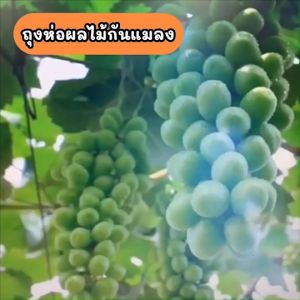 ถุงห่อผลไม้กันแมลง 10 ใบ ถูกถุง ผ้าแก้ว ระบายน้ำ ระบายอากาศ ถูกถูก มีหูรูด ถูกถูก ชุดตาข่าย