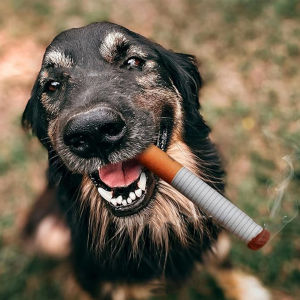 Hateli tương tác cười khúc khích đồ chơi cho chó cười khúc khích đồ chơi cho chó với một hộp quà tặng an toàn cho chó con chó nhỏ và chó trung bình Đồ chơi âm thanh với âm thanh tích hợp