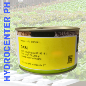 DABI LETTUCE SEEDS BY ENZA ZADEN (5000 SEEDS CAN)