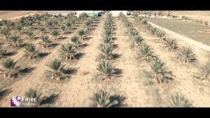 Kurma Medjool Palestine WATAN VIP QUALITY