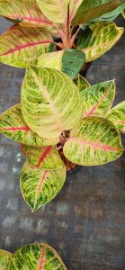 อโกนีมามูนไลท์ มูนไลท์ ส่งพร้อมกระถางดำ สวยแข็งแรง ใบสีเหลืองนวล รูปทรงมน คล้ายดวงจันทร์ ใบมีแดนกลางสีชมพูแดง