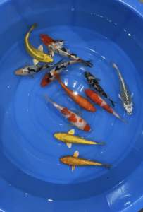 JAPAN KOI LOCAL BREED PREMIUM GRADE 5/6”sizes 11pcs COMBO at 1188 OFFER + shipping 50 + FREE GIFTS
