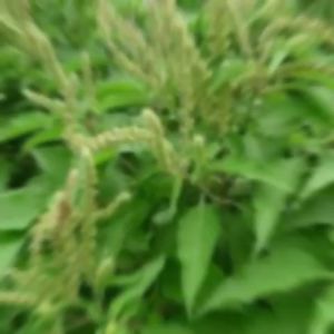 100g cây hương nhu sấy khô