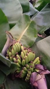 ต้นกล้วยหอมแคระ - หน่อกล้วยหอมแคระ ต้นพันธุ์ หน่อขุดไม้มงคล ปลูกแต่งสวน สวยงาม ปลูกไม้ฟอกอากาศ ไม้มงคล ใบใหญ่หนาสีสวย
