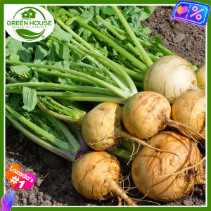 Green House® - Turnip Singkamas Seeds for Planting Vegetables Plant (10 Seed) Jicama incl. Planting Instruction