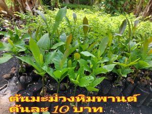 ต้นมะม่วงหิมพานต์1ชุด10ต้น200บ.ลดเหลือ99บ.