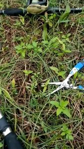 nhái hơi F1 trắng mắt đen size 38cm  lưỡi titan  mồi câu lure nhạy cá cho ae