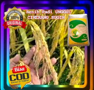 Benih Padi Unggul Ciherang Sugih Asli Kemasan 5kg