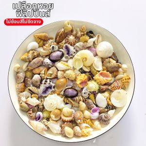 Decorative Shells By Weight JIN