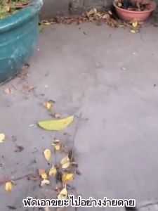 เครื่องเป่าลม 220V เครื่องเป่าลมไร้สาย 2in1 เป่าลมและดูดฝุ่น พร้อมถุงเก็บฝุ่น Cordless Blower เครื่องดูดฝุ่นทำความสะอาดมือถือกลางแจ้ง/ในร่มรถ ที่กำจัดฝุ่น แถมถุงเก็บฝุ่นเครื่องเป่าฝ่น เป่าและดูดฝุ่นกำลังไฟสูง