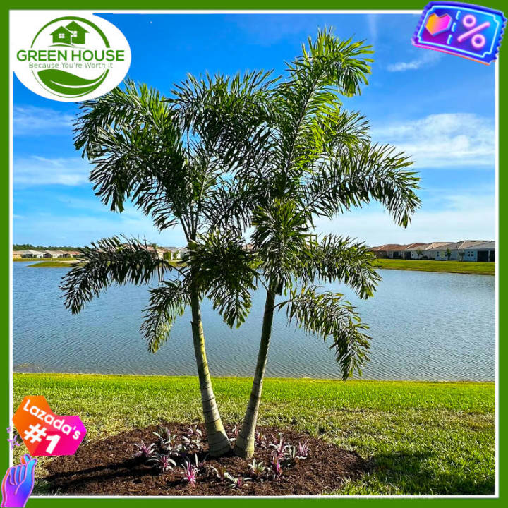 Green House® Hawaiian Palm Tree Seeds for Planting Fruit Plants (5