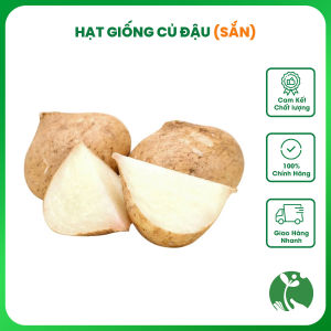 Hạt giống củ Đậu (củ Sắn) gói 5gr Trồng quanh năm