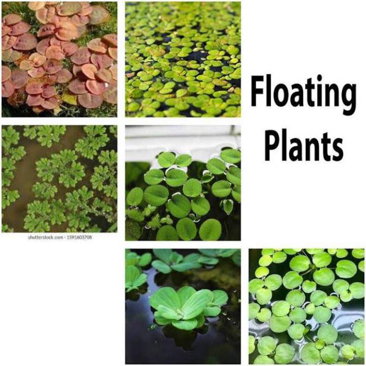 Salvania,red root , water lettuce, Floating plants for aquarium and ...