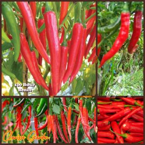 100 BUTIR BIJI/BENIH TANAMAN CABE MERAH BESAR