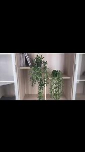 Cây Giả Trang Trí Nhà Cửa Lá Rủ Nhựa Mềm Kèm Chậu Để Bàn Cây Rủ Lá Nhựa Giả Mini Trang Trí Để Bàn Nhẹ Bền Thẩm Mỹ Cao