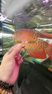 Ornamental Fish Internal and External Anti-insecticides Fish and Insect Herbs Are Safe观赏鱼内外驱虫剂 养殖常备长效驱虫不伤鱼