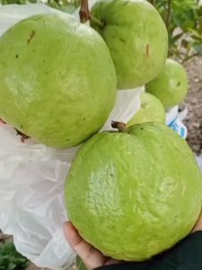 Bibit Jambu Kristal Kondisi Sudah Berbunga BERBUNGA