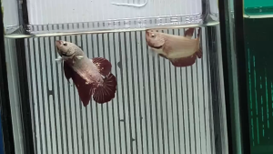 Red Dragon Plakat 红龙将军 Betta Fish/Ikan Laga/打架鱼/斗鱼 (Male/Female/Pair)