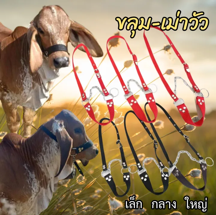 ขลุมวัวปรับขนาด 3 ไซส์ 2 สี