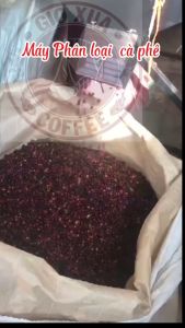 Cà Phê Gió Xưa: Nguyên hạt Pha máy đậm chất truyền thống độ chín tự nhiên >98%