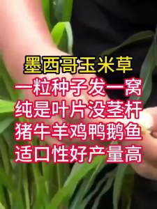 【店铺热销】高产墨西哥玉米草种子耐热耐旱四季牧草种子猪羊牛马鱼兔喜食草籽