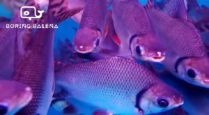 BRBN Phoenix / Fei Feng / Redfin Flagtail - Ikan Fei Feng - Aquarium Freshwater Fish / Ikan Air Tawar